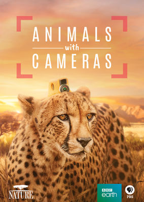 Nature: Animals With Cameras
